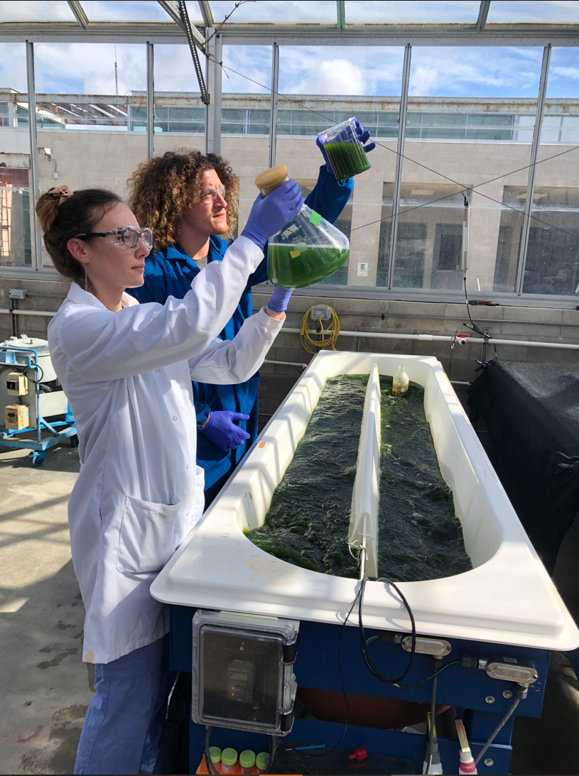 ECF-algenesis-algae-cultures-inspection