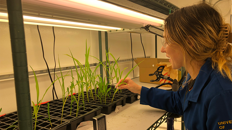 TECF-banner-algenesis-corn-plants-Soleic-materials