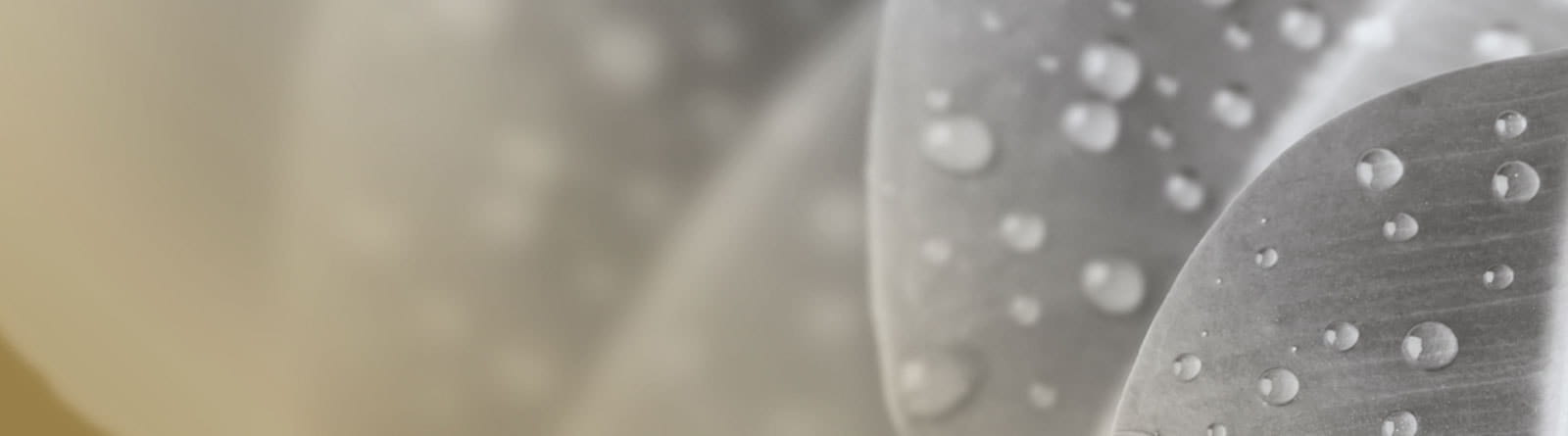 img-header