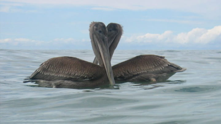 Dec13-RamsayinPanama