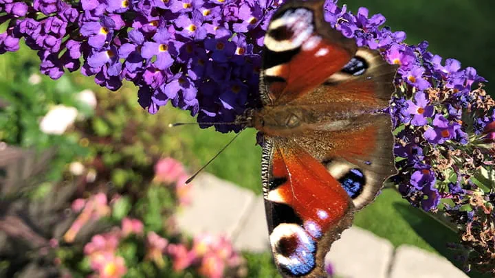 Dec22-Rosman_Malmo_SE