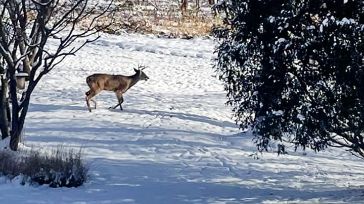 Dec26-Luke_SaintLouisPark