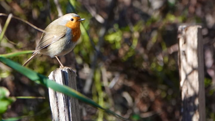 Dec28-Thomas_Lyon_FR