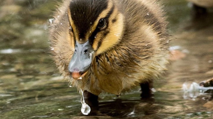 Jan1-Rod-Wetton_UK_Duck