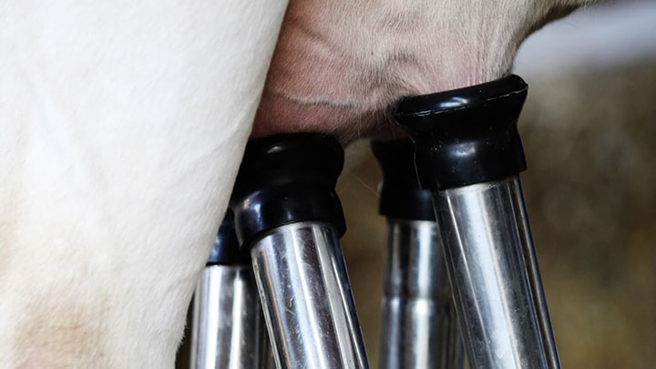 Milkliners_milking-cow