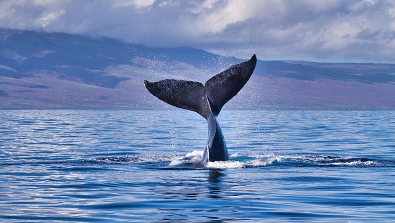 Humpback whale's tail rising from the ocean with splashes, set against a backdrop of hazy mountains and a cloudy sky.