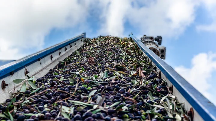 Olives on the conveyor belt to the crusher