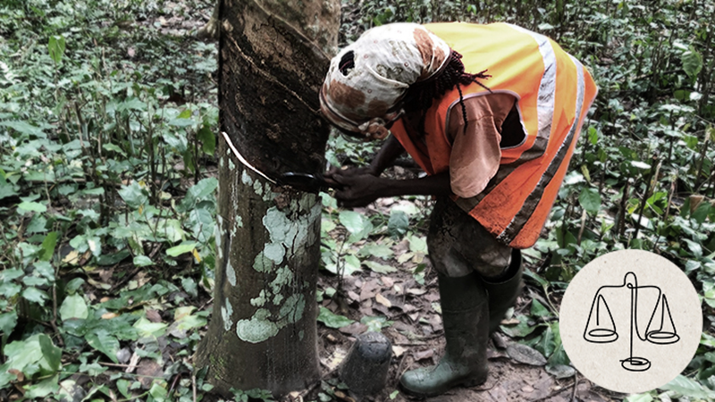 Women tap natural rubber from tree