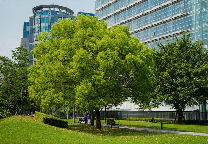 Green park in front of big buildings