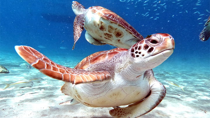 Trelleborg supports World Wildlife Day