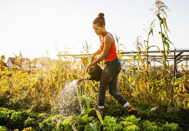 Person watering plants in a garden with sunlight and crops in the background