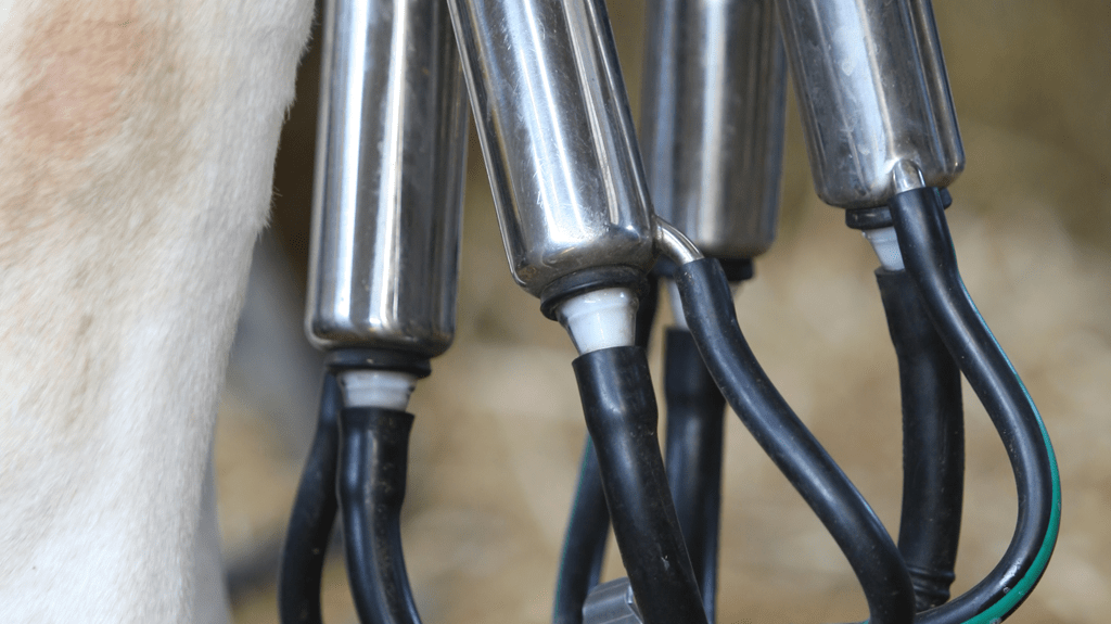 Mangueras para equipos de ordeño