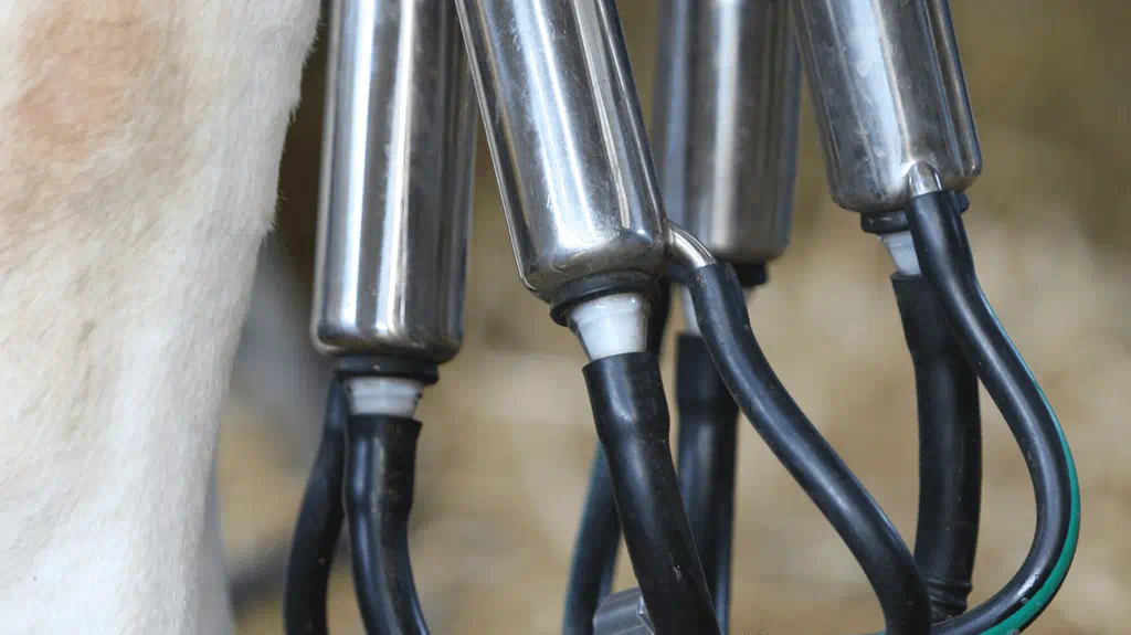 Milk machine with hoses