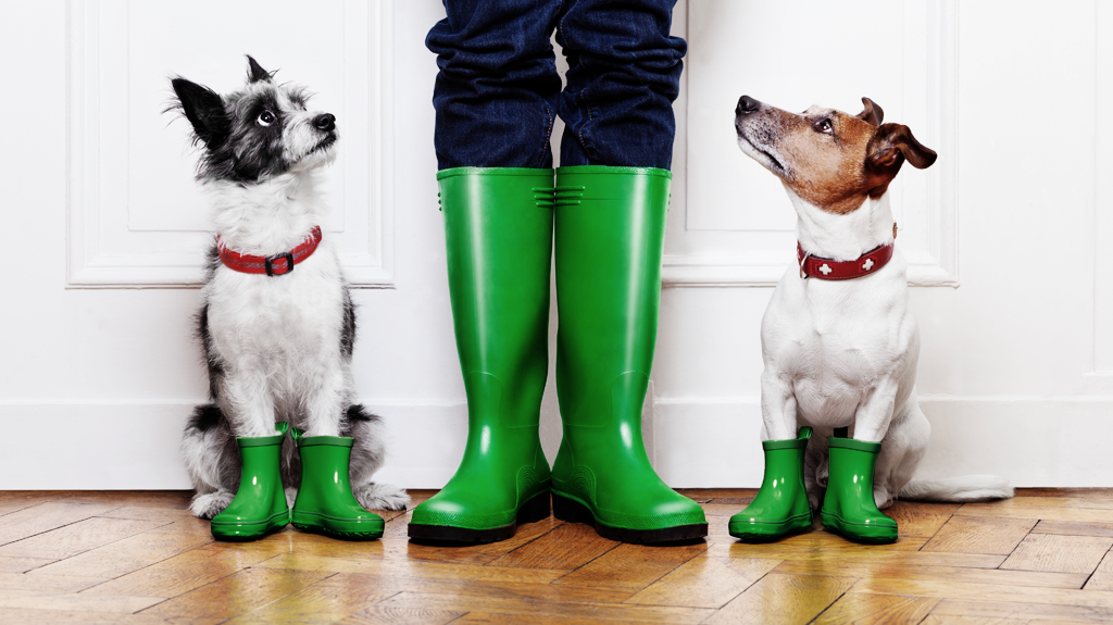Deux chiens et une personne avec des bottes en caoutchouc vertes
