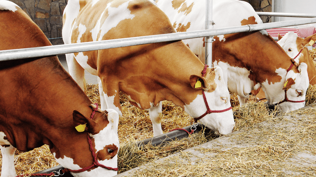 Cows in stable