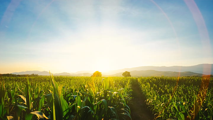 Amanecer sobre un campo de maíz verde, que representa la agricultura natural para alimentos y bebidas