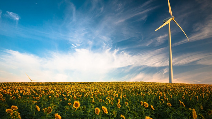 Wind turbine in a sunflower field