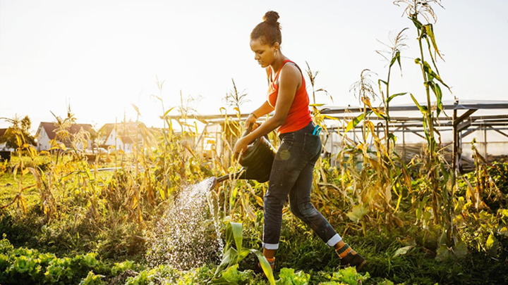 Person watering plants in a garden with sunlight and crops in the background